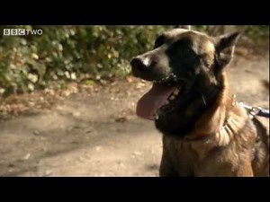 Dog Communication with Humans - Horizon: The Secret Life of the Dog - BBC