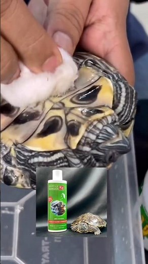 CLEAN Your Turtle Shell in 5 Minutes or Less!