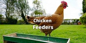 Best Automatic Chicken Feeders (Gravity, Treadle, Photocell & Smart)
