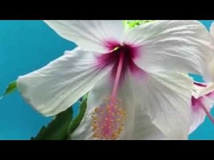 Prayer Background 01