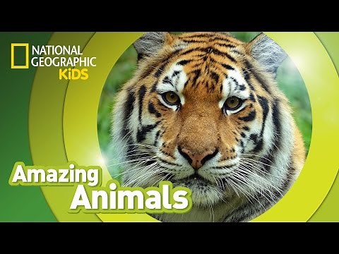 Tiger 🐯 | Amazing Animals
