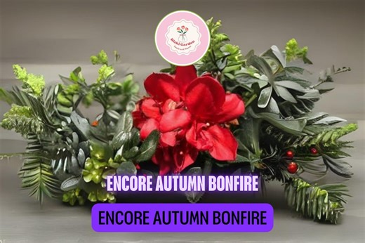 Encore Autumn Bonfire Azalea – Live Deciduous Starter Plant | Well-rooted Rhododendron Hybrid With Blood Red Blooms - Etsy