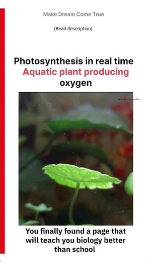 🌿Photosynthesis in real time ☀️ aquatic plant 🫧 producing oxygen 🍃 | MDCT