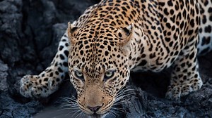 How Fast Are Leopards? Top Speeds and How It Compares Other Big Cats