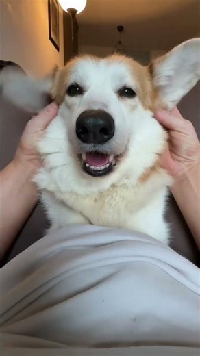Corgi Got the Zoomies… Then Started Dancing 💃🐶