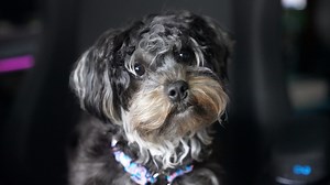 A List of Small Dog Breeds That Will Pretty Much Always Look Like Puppies