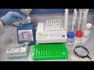 DNA extraction from Sandfly- Phenol chloroform method- Part 1