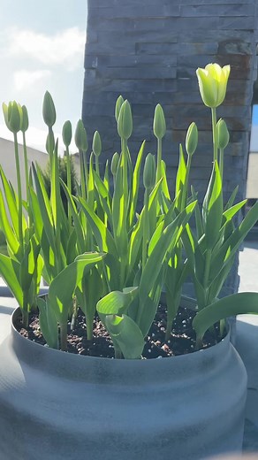 Saving and Storing Tulip Bulbs: Tips for a Successful Garden