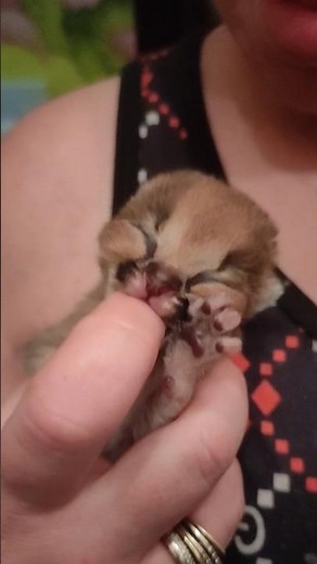 A very small floppa.Малютка каракал. #caracal #cat #animals #serval #каракал #сервал #cute #kitten