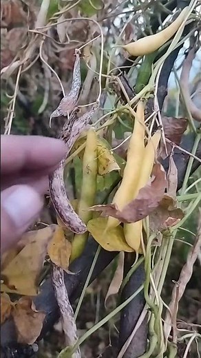 Phaseolus vulgaris (Kidney Bean)