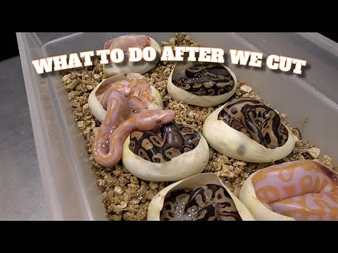 Tips On What To Do After You Cut Your Ball Python Eggs!