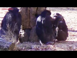 Chimpanzee Crying Tantrum