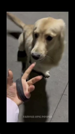 Wholesome Fails: A Normal Moment That Turned Hilarious in Seconds 😂⚡