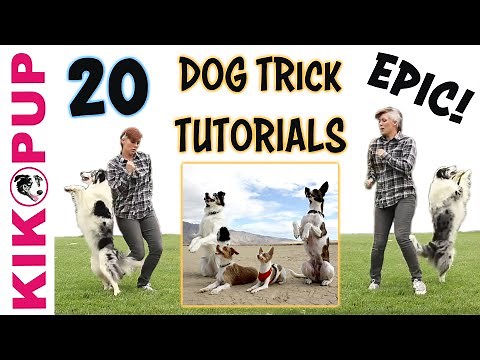 DOG TRICKS - 20 Trick Tutorials!