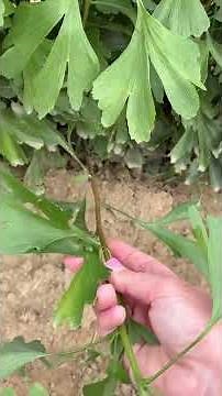 The Interesting History Of Ginko #ginko #tnnursery #nativeplants #herbal #fyp #nativeshrubs