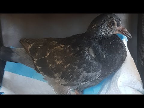 How to feed a baby/fledgling pigeon.