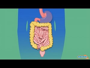 The Digestive System - Human Body Parts | Science for Kids | Educational Videos by Mocomi