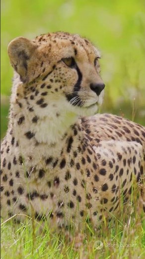 Cheetah Mating Secrets Revealed! 🐆