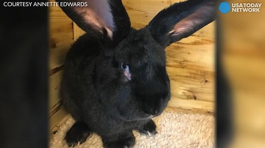 Giant rabbit mysteriously dies on United flight