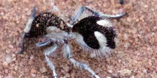 Velvet ant’s markings can absorb nearly all visible light, study finds