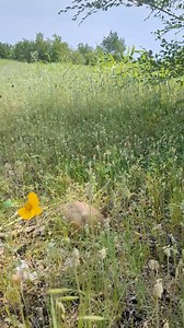 Today, we are celebrating the release of three-toed box turtle #24-2049 from WildCareOklahoma! Sometimes people take turtles from the wild thinking they are helping them - they believe turtles are too small to be on their own, or think they'll make great pets. Turtles are independent from when they hatch - there is no such thing as an orphaned turtle. As pets, they can live for a very long time (40 - 50 years), which is longer than many people can commit to a pet. Often, they are released back t