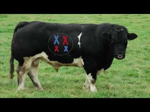 Selective Breeding In Holstein Cows