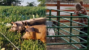 Inside the High-Tech World of Modern Pork Farming