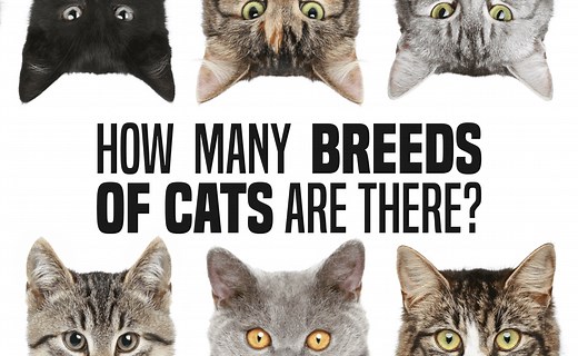 How Many Breeds of Cats Are There in The World? - CatWiki