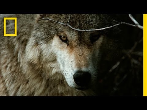Jim & Jamie Dutcher: The Hidden Life of Wolves | Nat Geo Live