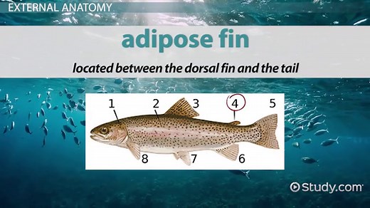 External & Internal Anatomy of a Fish | Diagrams & Functions