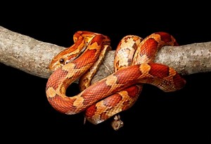 Corn Snake vs. Milk Snake | Identification, Habitat, and Behavior - EXOtella