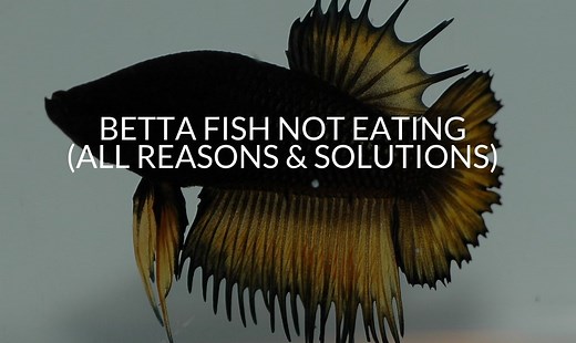 Betta Fish Not Eating: 14 Ways To Diagnose & Treat Them