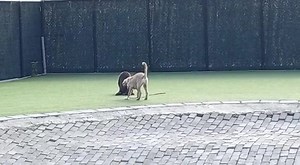 10K views · 164 reactions | We zien steeds vaker dat er mensen voor...