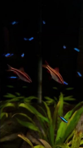 The 60 Gallon Cube Aquarium Setup!