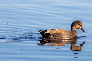 Waterproof Decking System