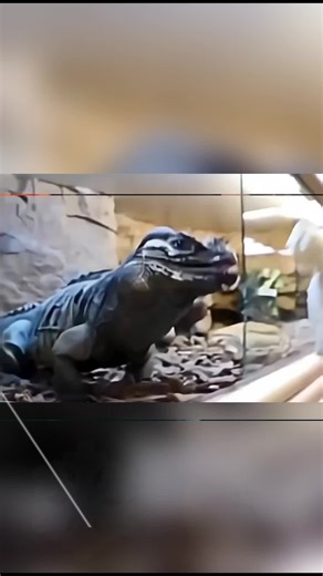 Kecelakaan Mobil MBG di SDN Kalibaru