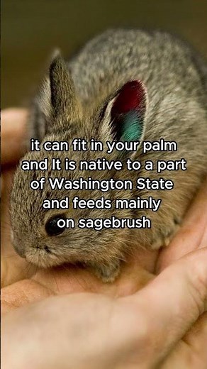 The World’s Smallest Rabbit