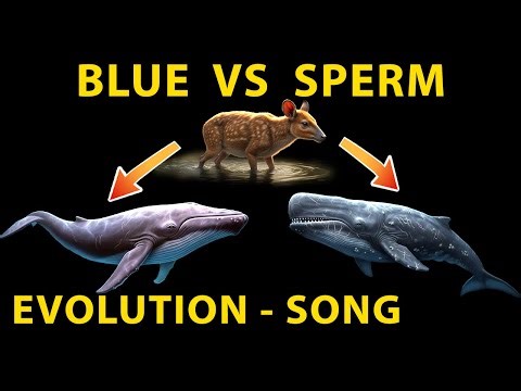 Walking Mammal to 🐕➡️🐳 Blue & Sperm Whale - Evolution Morph Educational