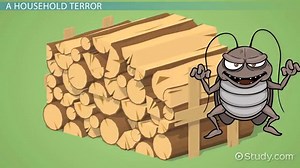 Cockroach Phylum and Class