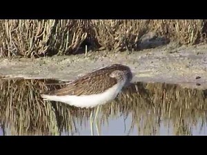 Common greenshank (Tringa nebularia) (Gunnerus, 1767) Πρασινοσκέλης - Cyprus