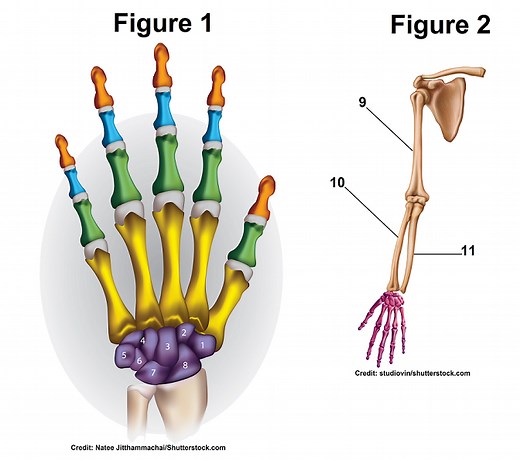 Hand and Wrist Bones Quiz for Anatomy