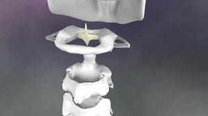9.5K views · 196 reactions | Ok Anatomy geeks... here is an animation of the transverse ligaments that wraps around the odontoid process(dens)...and how c1(the atlas) is connected to c2(the axis). It also shows the motion of c1 on c2- rotation. This is from our Orthopedic Assessment DVD. There is no audio... this is just the animation we made. | Real Bodywork - Anatomy | Facebook