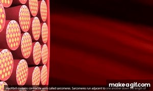 Muscle Contraction Process [HD Animation] on Make a GIF