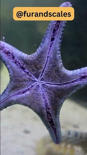 Starfish: From Regeneration to Feeding Methods
