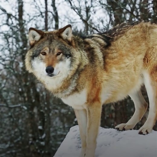 181K views · 4.8K reactions | Every dog can trace its origins back to gray wolves—but how did humans influence the look of the world's first domesticated species?  | National Geographic Animals | Facebook