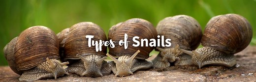 15 Different Types of Snails: Pictures, Chart & Facts