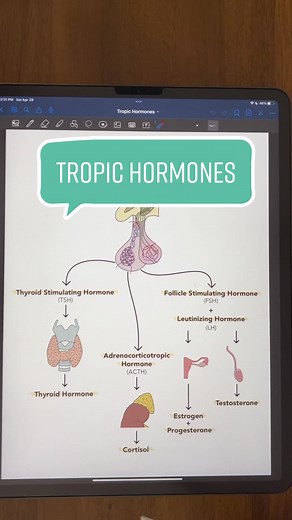 Understanding Tropic Hormones in the Endocrine System