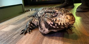 What to know about the tegu, a giant lizard found under Ga. porch