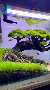 12K views · 165 reactions | Serene..  #aquarium #aquascapingdealsph #fishkeeping | AquaScaping Deals PH | Facebook