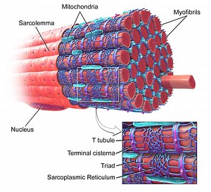 Muscle Cell | Definition, Anatomy, Types & Functions